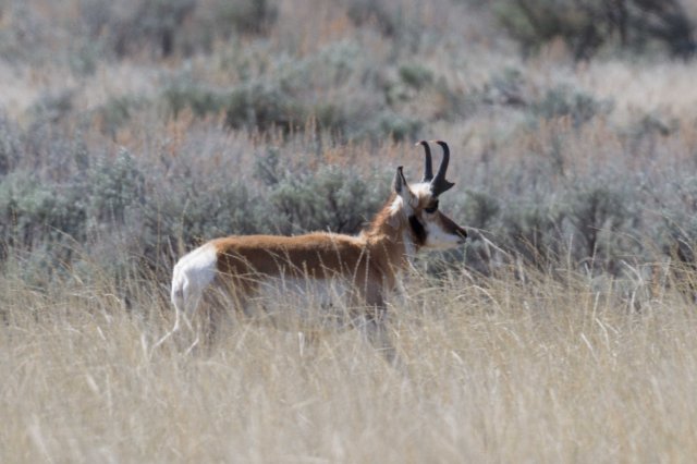 antelope-5984
